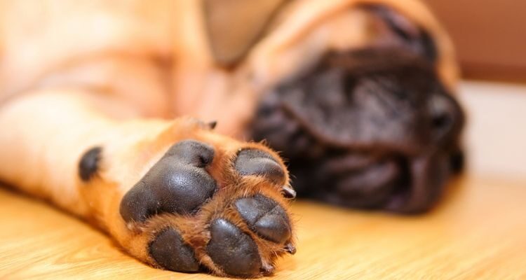 Абсцесс на лапе у собаки: причина и лечение