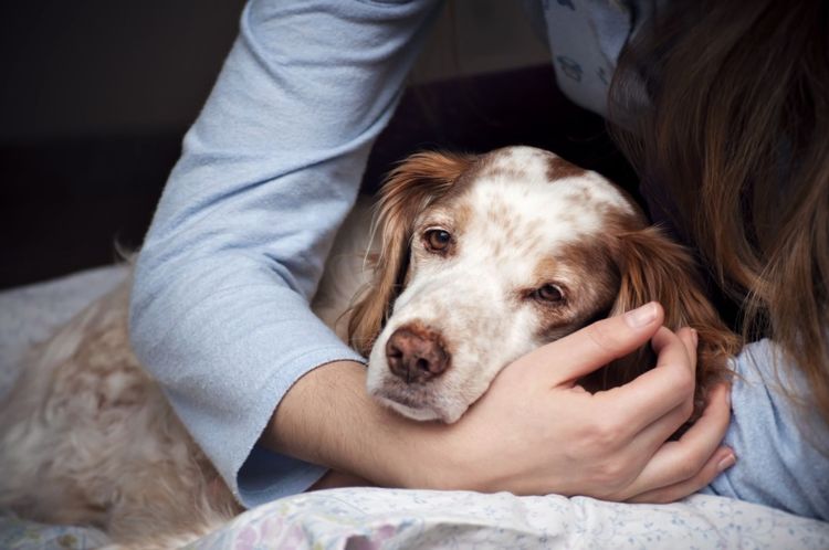 Нарыв на лапе у собаки: причины и лечение
