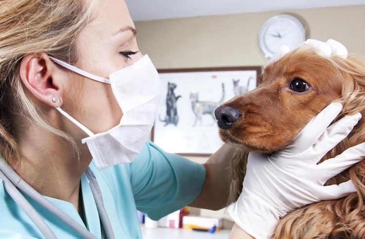 Аденовирус и аденовирусная инфекция у собак: симптомы и лечение