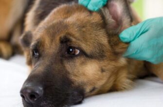 Аллергический отит у собак: симптомы и лечение