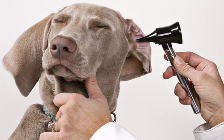 Аллергический средний отит у собак: симптомы и лечение