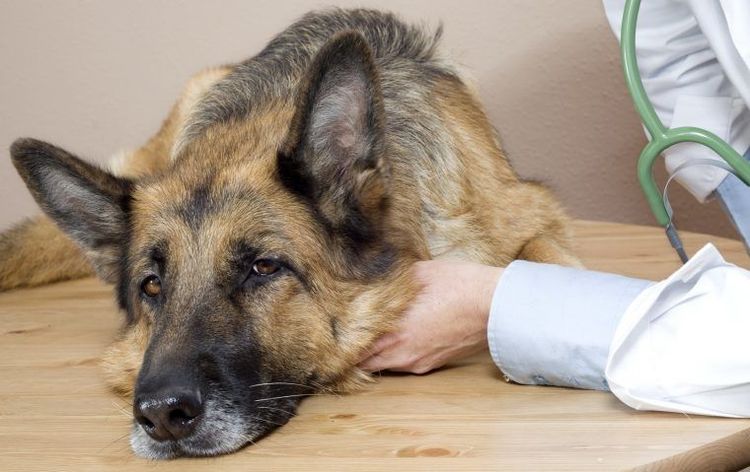Анемия у собак: симптомы и лечение