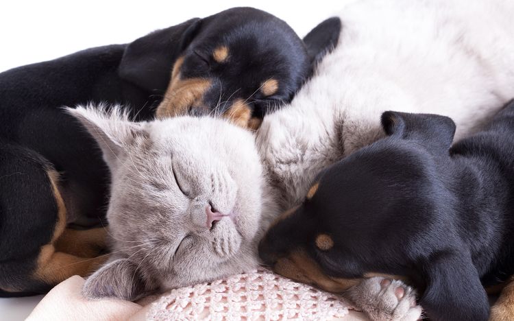Аннотации для кошек и собак