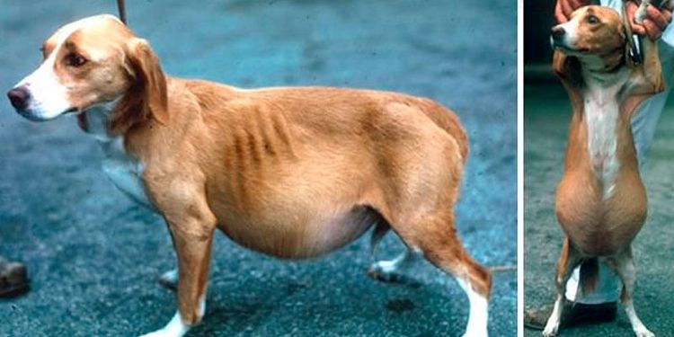 Асцит у собаки: симптомы и лечение