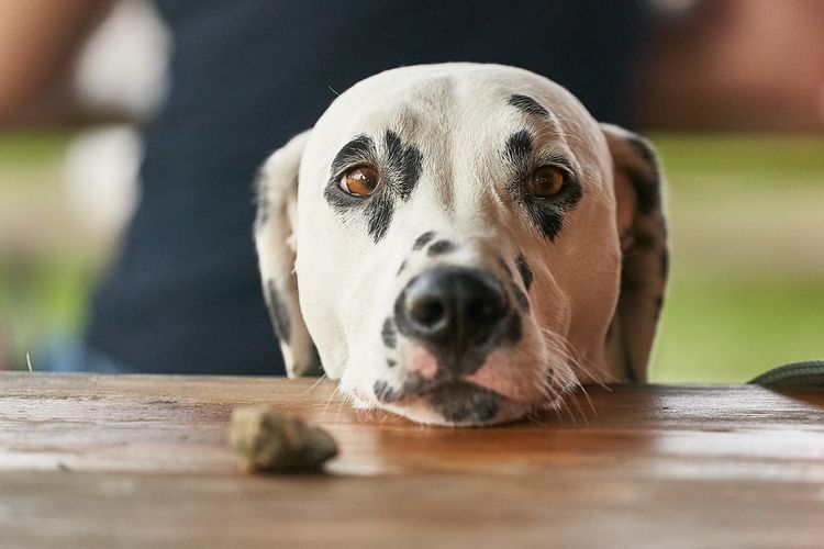 Атопический дерматит у собак: симптомы и лечение