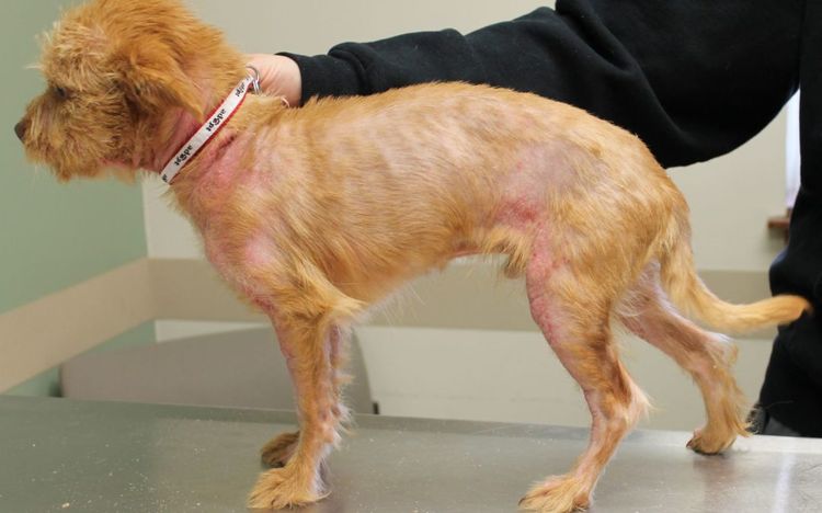 Атопический дерматит у собак: симптомы и лечение