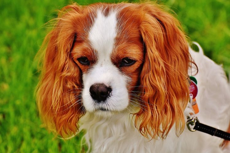 Бельмо в собачьих глазах: лечение
