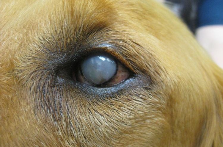 Бельмо в собачьих глазах: лечение