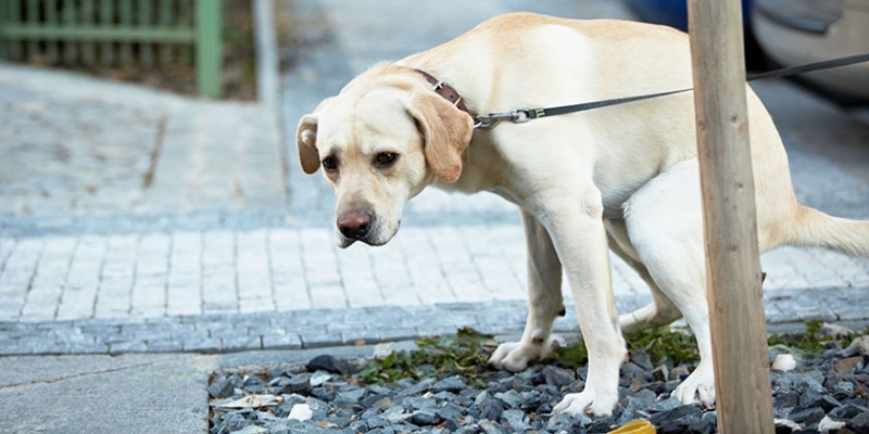 Белый кал у собаки: почему и что это значит
