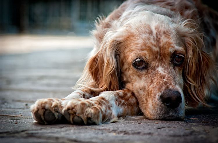 Блошиный дерматит у собак: симптомы и лечение