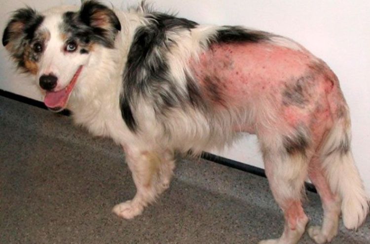 Блошиный дерматит у собак: симптомы и лечение