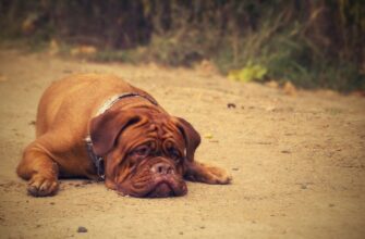 Болезнь Лайма у собак: симптомы и лечение