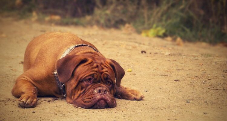 Болезнь Лайма у собак: симптомы и лечение