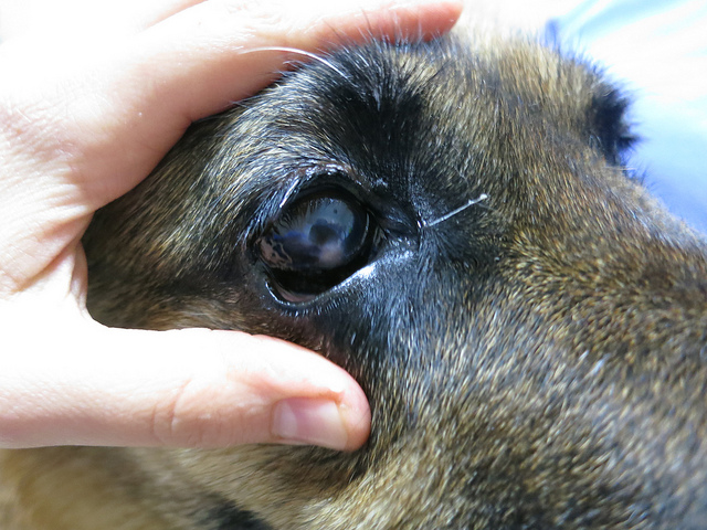 Заболевания глаз у собак