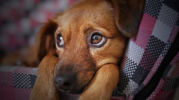 Боррелиоз у собак: симптомы и лечение