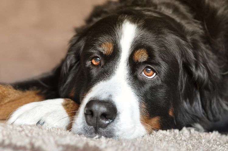 Боррелиоз у собак: симптомы и лечение