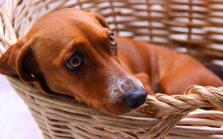 Частое мочеиспускание у собак: причины и лечение