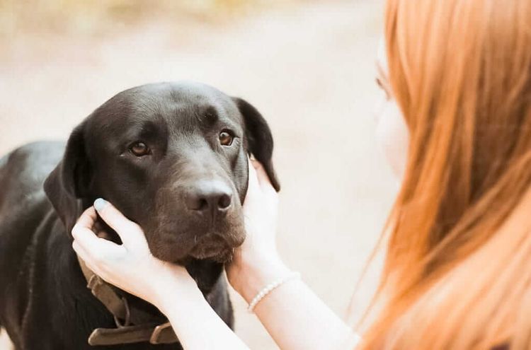 Частое мочеиспускание у собак: причины и лечение