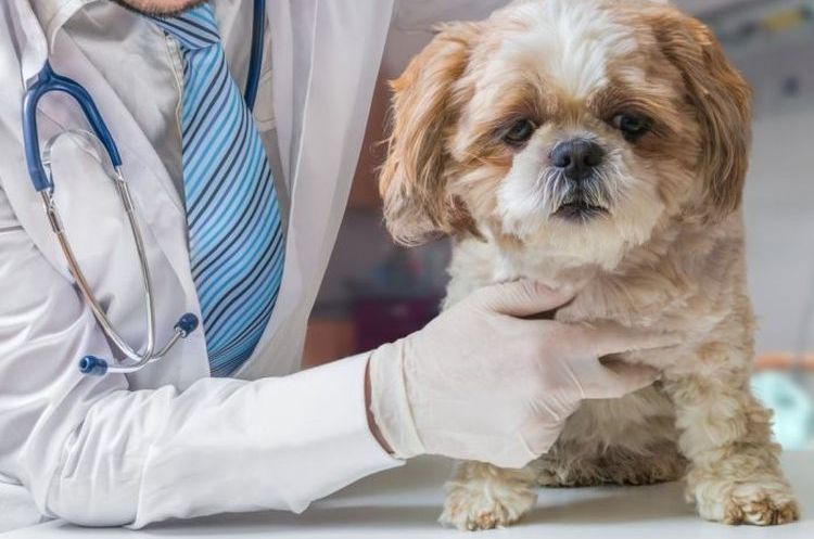 Собачья чумка у собак: симптомы и лечение
