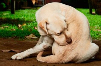 Дерматомикоз у собак: симптомы и лечение