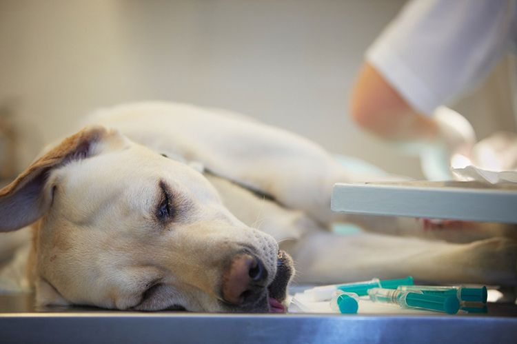 Дирофиляриоз у собак: симптомы и лечение