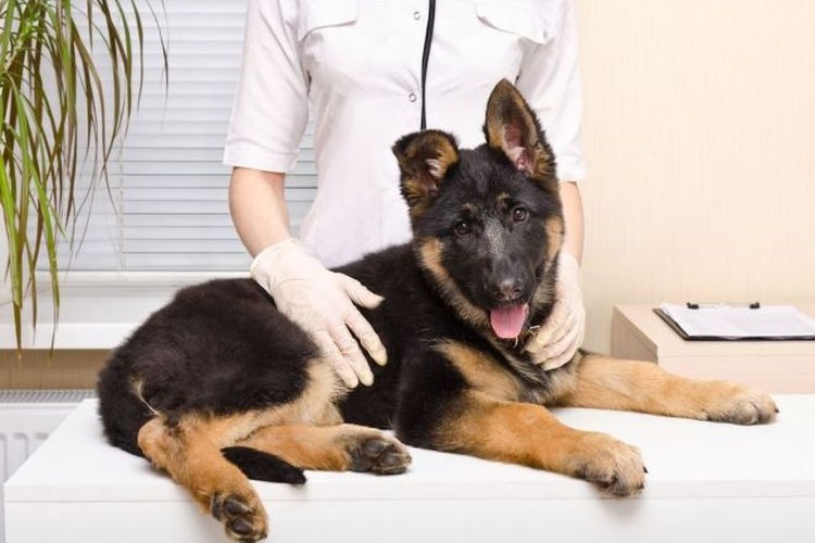 Дисплазия у собак: симптомы и лечение