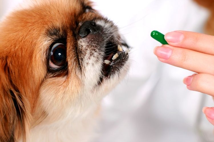 Дисплазия у собак: симптомы и лечение