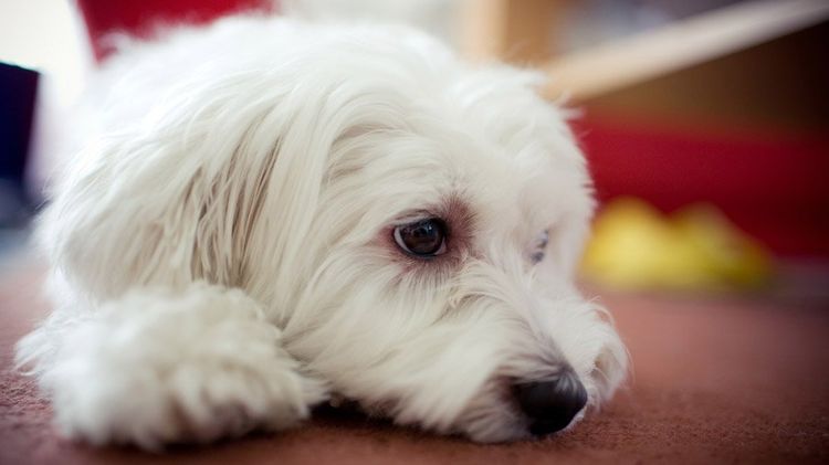 Дуоденит у собак: симптомы и лечение
