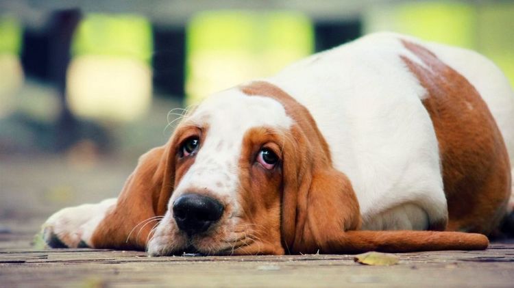 Дуоденит у собак: симптомы и лечение