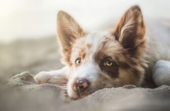 Энтероколит у собаки: симптомы и лечение