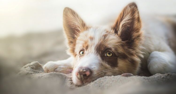 Энтероколит у собаки: симптомы и лечение