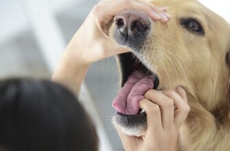 Флюс у собаки: симптомы и лечение в домашних условиях
