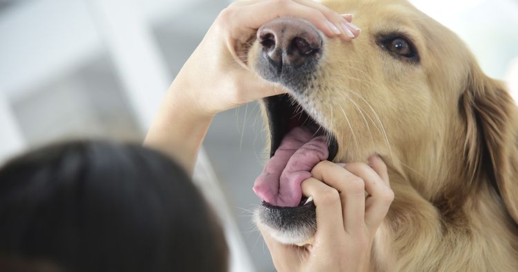 Флюс у собаки: симптомы и лечение в домашних условиях