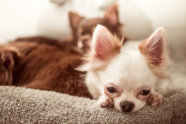 Гастроэнтерит у собак: симптомы и лечение