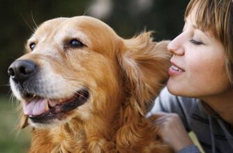 Герпес у собак: симптомы и лечение