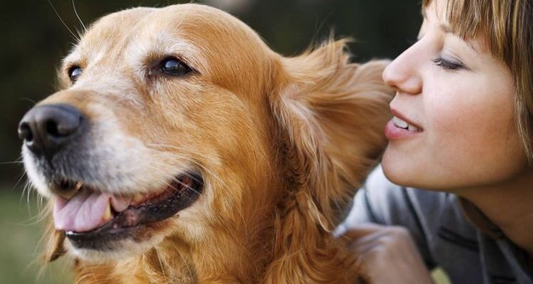 Герпес у собак: симптомы и лечение
