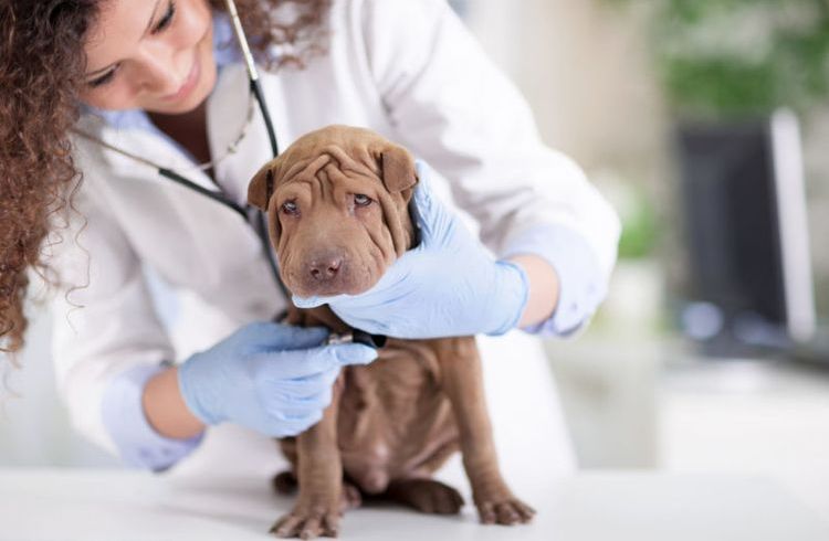 Гипотиреоз у собак: симптомы и лечение