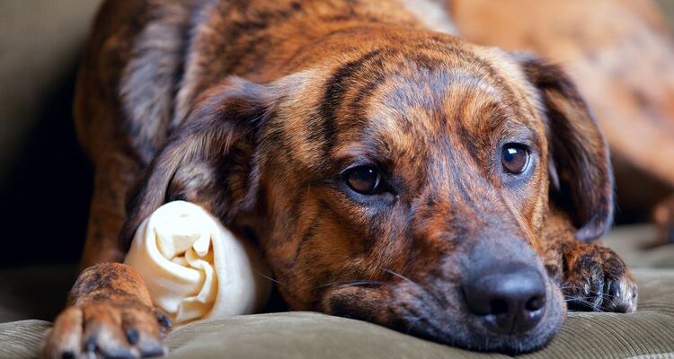 Гипотиреоз у собак: симптомы и лечение