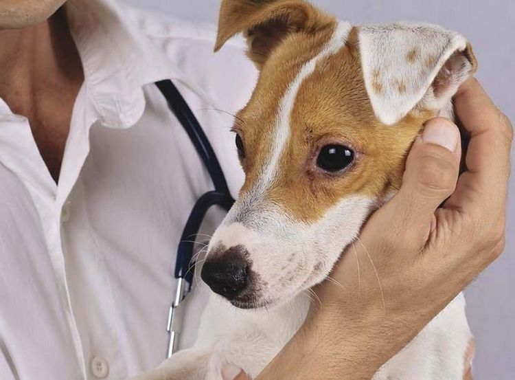 Грибок у собаки: симптомы и лечение