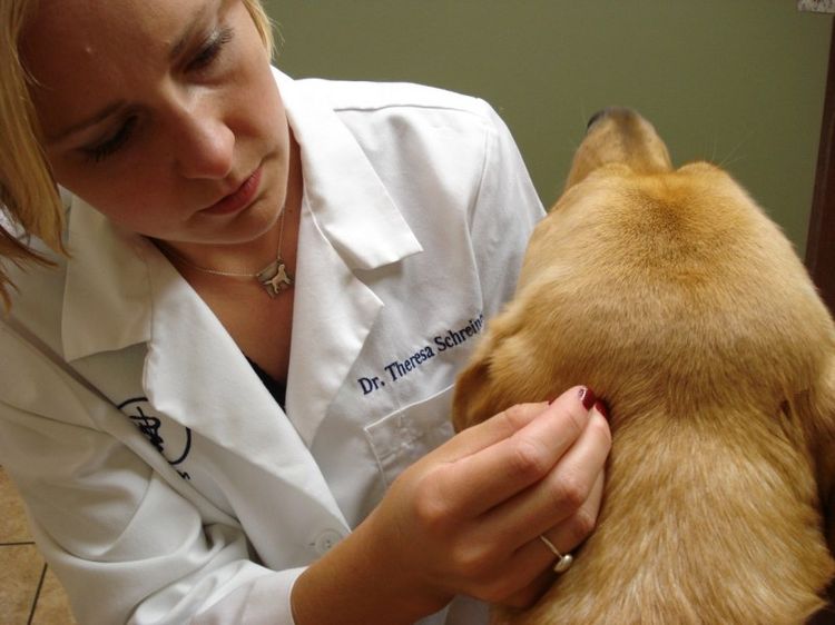 Грибок у собаки: симптомы и лечение