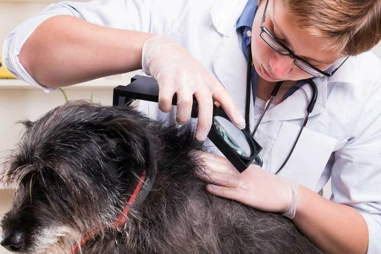 Хейлетиоз у собаки: симптомы и лечение