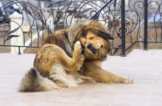 Хейлетиоз у собаки: симптомы и лечение
