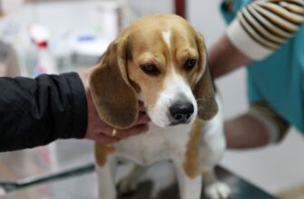 Хламидиоз у собак: симптомы и лечение