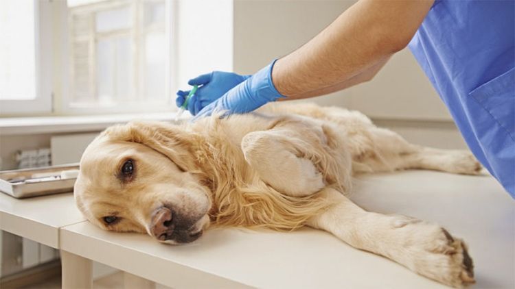 Хламидиоз у собак: симптомы и лечение