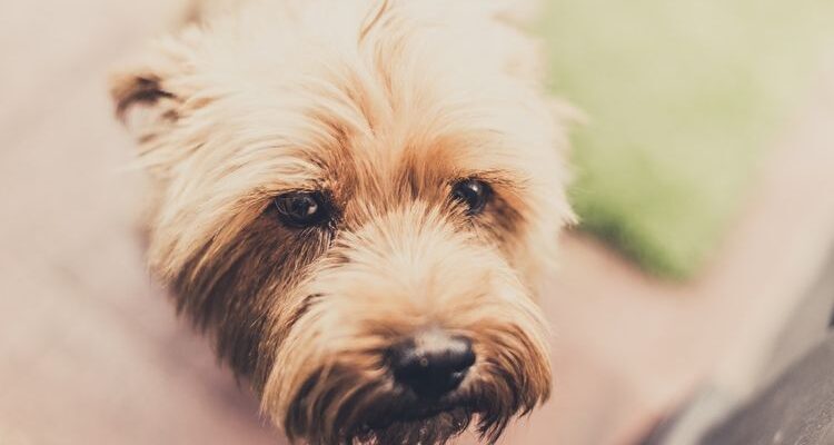 Холецистит у собак: симптомы и лечение