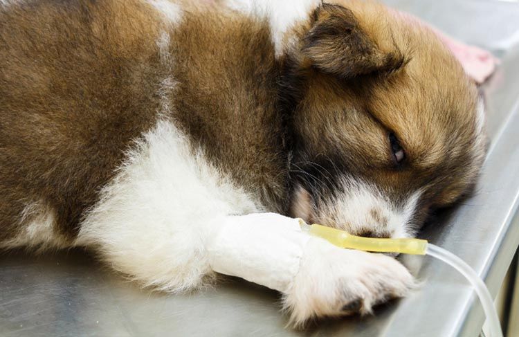 Иксодовые клещи у собак: средства, лечение