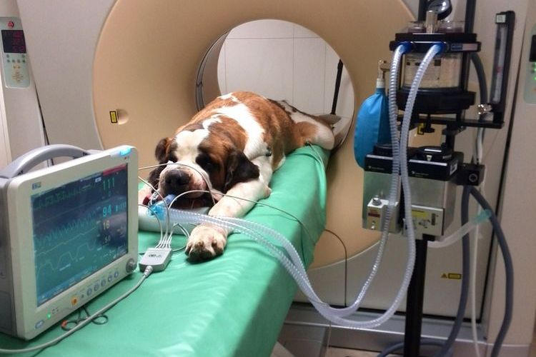 Инсульт у собаки: симптомы и лечение