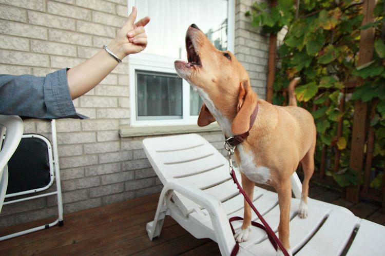 Как научить собаку голосовым командам