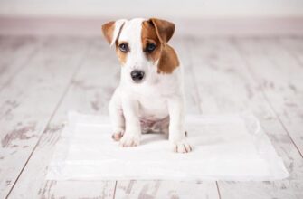 Как приучить щенка к туалету на пеленку