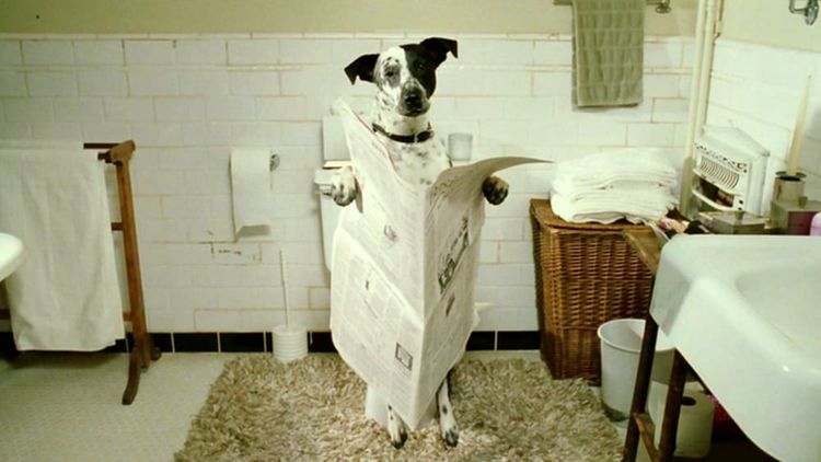 Как приучить собаку ходить в туалет в квартире
